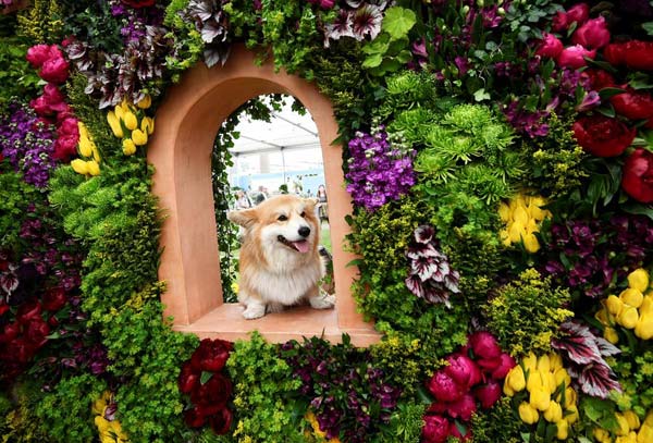 Blooming exhibits at London's Chelsea Flower Show