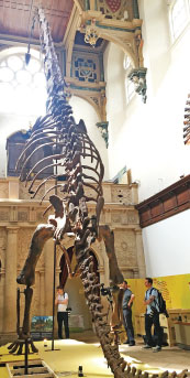 China's dinosaurs trek to UK: UK museum to display dinosaurs discovered in China
