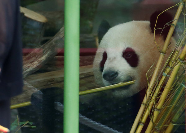 Laid-back pandas ease into new home