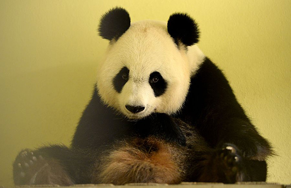 Giant panda in French zoo pregnant