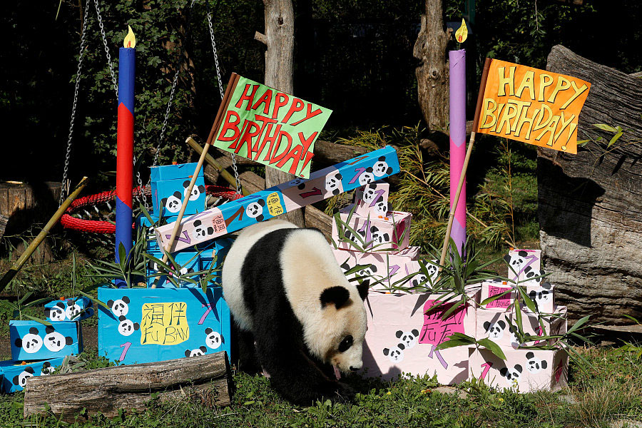 Panda cub poses on its first birthday