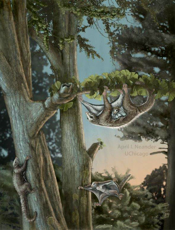 Dinosaurs, flying mammals coexisted in China