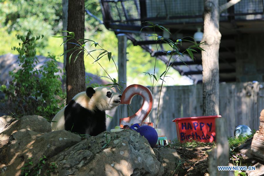 Giant panda Beibei celebrates 2-year-old birthday in US