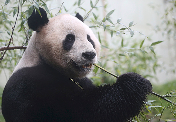 Edinburgh Zoo panda Tian Tian believed to be pregnant