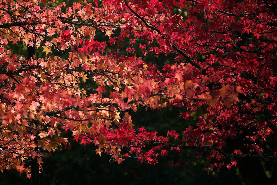 Charming autumn scenery around world