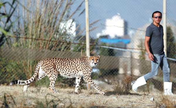 Iran speeds to save last 'mascot' Asiatic cheetahs